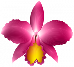 Pink Orchid Transparent PNG Clip Art Image | AA Flores | Pinterest ...