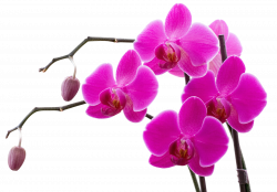009.png | Pinterest | Orchid and Art flowers