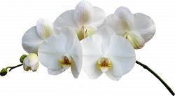 орхидеи (54).png | Pinterest | Orchid and Art flowers