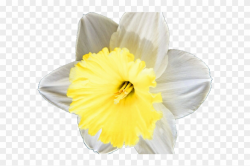 Daffodil Clipart Petal - Narcissus, HD Png Download ...