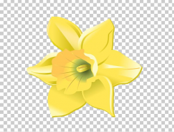 Daffodil Cut Flowers Petal PNG, Clipart, Amaryllis Family ...