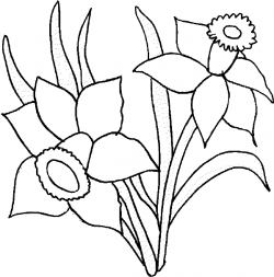 Free Printable Daffodil Cliparts, Download Free Clip Art ...