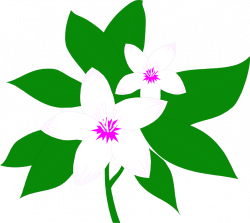 Flowers White | Free Stock Photo | Illustration of white flowers ...