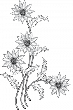 Stem Clipart Black And White. Free Tomato Plant Black White Line Art ...