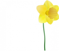 Single Plucked Daffodil Clip Art at Clker.com - vector clip ...