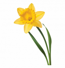 Single Daffodil - Daffodil Flower With Stem Free PNG Images ...