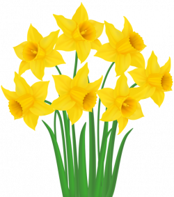 Daffodil Image Clipart | Free download best Daffodil Image Clipart ...
