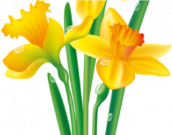 Daffodil Clipart Spring Break - Daffodil Flower Clip Art ...
