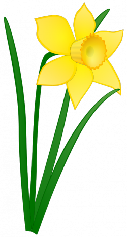 19 Daffodil clipart HUGE FREEBIE! Download for PowerPoint ...