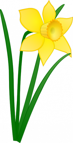 Easter clip art daffodil - 15 clip arts for free download on ...