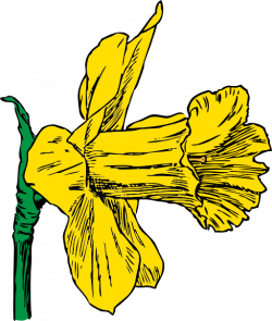 Daffodil Clipart | i2Clipart - Royalty Free Public Domain Clipart