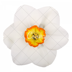 Single Flower of a Daffodil Cultivar against a White Background ...