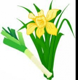 leek & daffodil | Cymru | Welsh emblem, Wales, Saint david's day