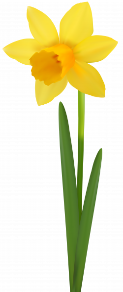Daffodil Flower Transparent Image | Gallery Yopriceville ...