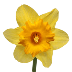Daffodil transparent PNG - StickPNG