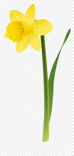 Yellow Daffodils Clipart - Transparent Background Daffodil ...