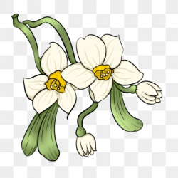 Daffodil Png, Vector, PSD, and Clipart With Transparent ...
