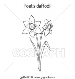 Vector Clipart - Narcissus, or daffodil, daffadowndilly ...