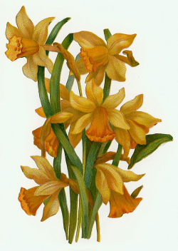 Vintage Daffodil Clip Art free image