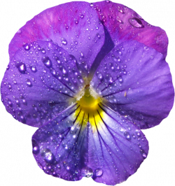 Violet Flower with Dew PNG Clipart | Print:Sticker-Flora | Pinterest ...