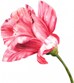 Watercolor Flower PNG Clip Art Image | png | Pinterest | Art images ...