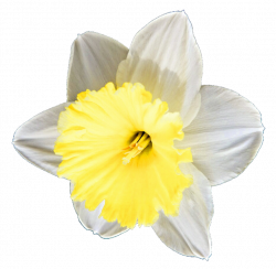 Buttercup Daffodil by jeanicebartzen27 on DeviantArt