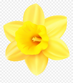 Clip Art Transparent Background Daffodil - Png Download ...