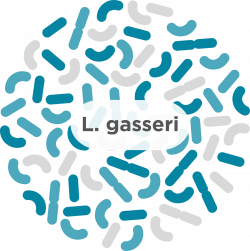 L. gasseri - A common probiotic strain - Humarian