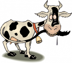 Free Image on Pixabay - Cow, Black, White, Farm, Animal | Whey ...