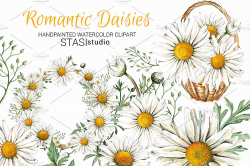 Watercolor Daisies Clipart ~ Illustrations ~ Creative Market