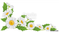 Free Daisy Clipart banner, Download Free Clip Art on Owips.com
