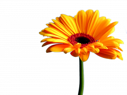 Gallery For > Small Pictures of Gerber Daisies and Roses Clipart