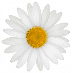 Daisy Images | Free download best Daisy Images on ClipArtMag.com