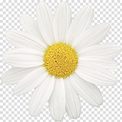 Common daisy Flower Chamomile Oxeye daisy Daisy family ...
