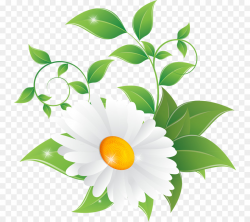 Common daisy Chamomile Flower Clip art - chamomile png ...