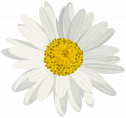 Daisy PNG Clip Art Image | Gallery Yopriceville - High-Quality ...