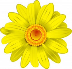 Flower Transvaal daisy Yellow Clip art - Hand painted yellow ...