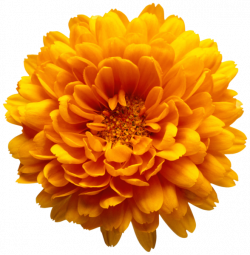 Orange Chrysanthemum Flower Transparent Clip Art Image | Clip Art by ...