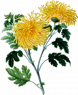 Clipart - Chrysanthemum 2