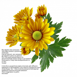 Chrysanthemum by hrtddy on DeviantArt