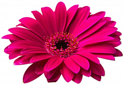 Pink gerbera daisy clipart - Clip Art Library