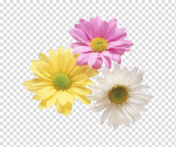 Flowers , three assorted-color daisies transparent ...