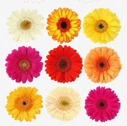 Daisy PNG, Clipart, Color, Colored, Colored Daisies, Daisies ...
