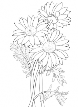 Daisy coloring page | Free Printable Coloring Pages