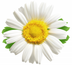 Daisy PNG Clipart Image | Gallery Yopriceville - High-Quality ...