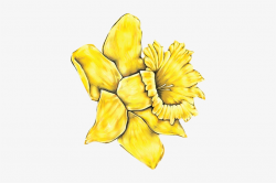 Daffodil - Yellow Daisy Flower Clipart - Free Transparent ...
