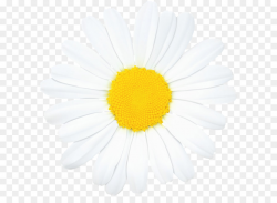 Cartoon Sunflower png download - 8000*7885 - Free ...