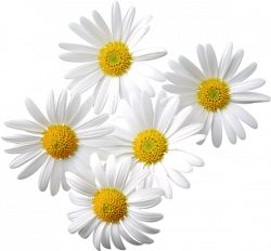 Transparent Daisies Clipart | Flores | Pinterest | Flowers