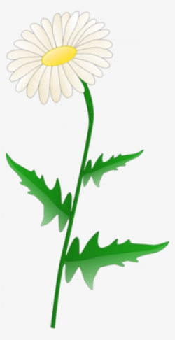 Daisy PNG, Transparent Daisy PNG Image Free Download - PNGkey