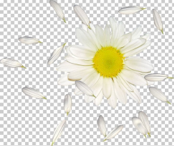 Common Daisy Oxeye Daisy Petal Flower PNG, Clipart ...
